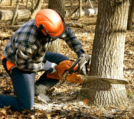 Tree Removal in Outing, MN